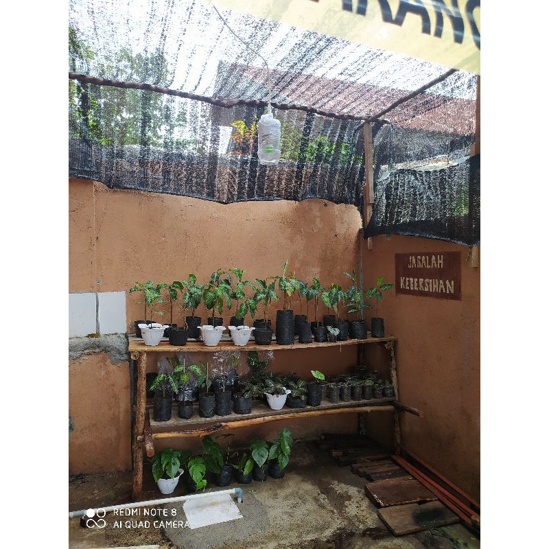 Aglonema Pictum Tricolor