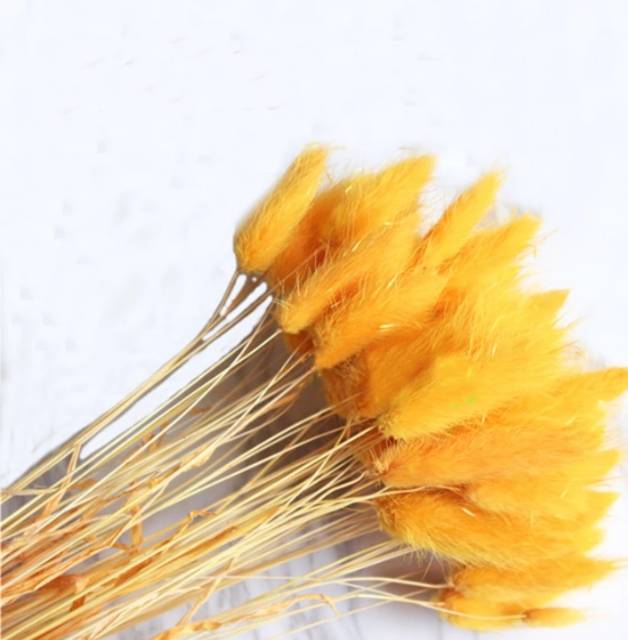 (5-10 pcs) Bunny Tail / Lagurus Dried Flowers