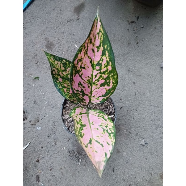 aglaonema Ruby pink / Ruby valentine