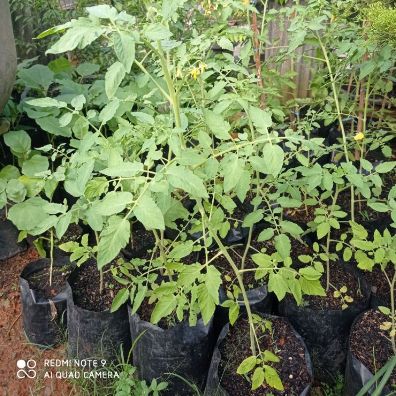 Tanaman Buah Tomat Merah, Tomat Masak besar