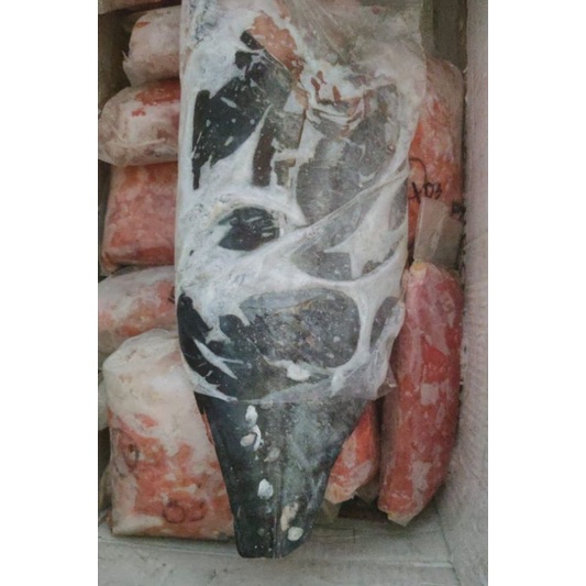 IKAN TUNA/SALEM FILLET SEGAR