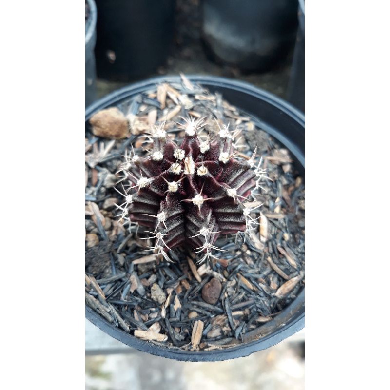 Kaktus // Mihanovichi Hybrid