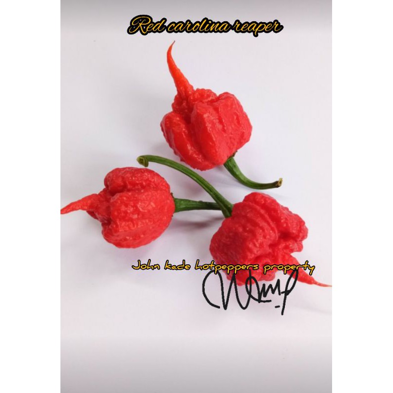 BENIH BIJI CAROLINA REAPER/CABE TERPEDAS DI DUNIA/CABE IMPORT/ CABESUPERPEDAS