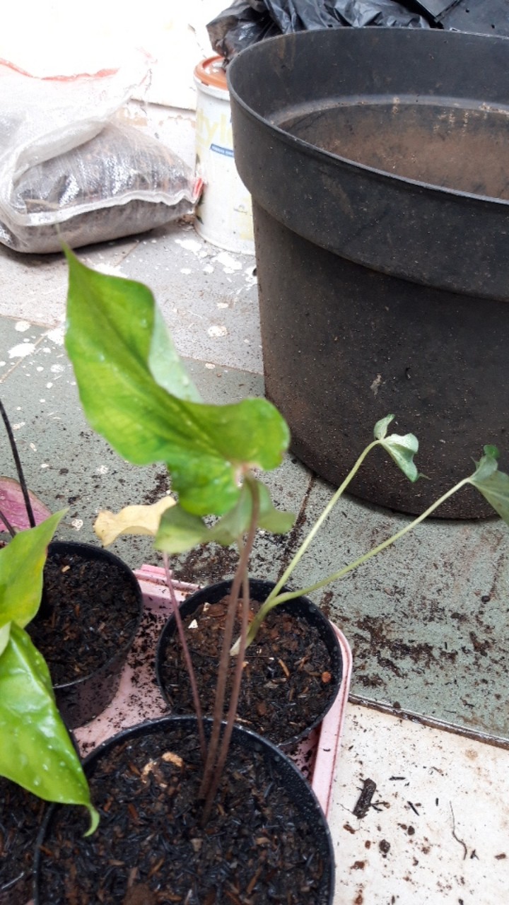 Caladium White Knight/ Dikirim Anakan Bibit White Knight