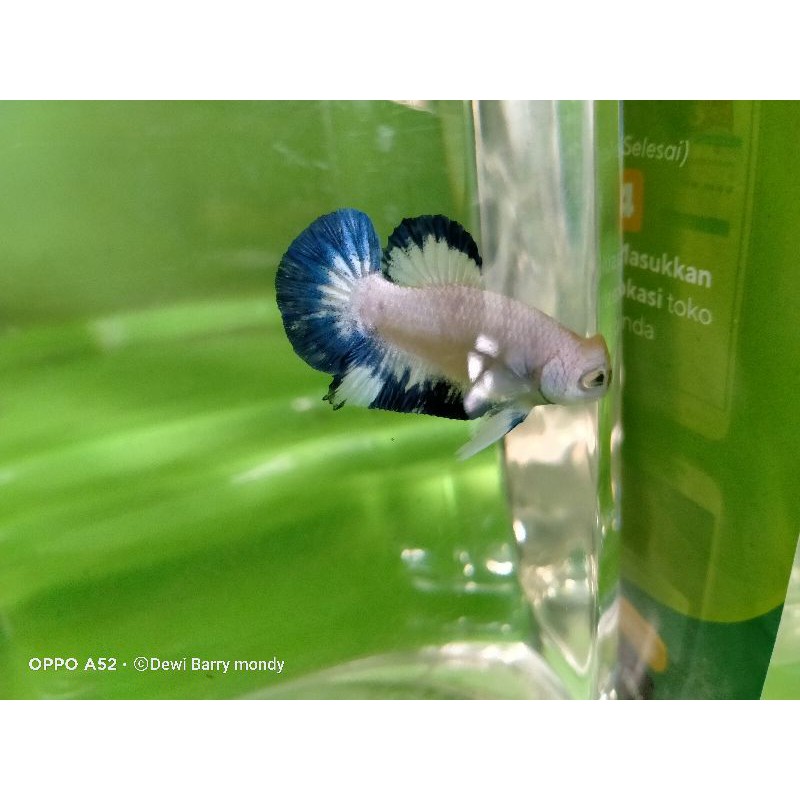 ikan cupang Blue Rim