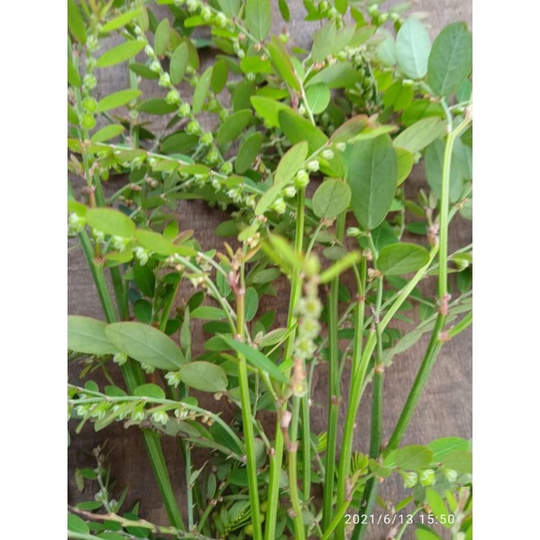 

daun meniran 1 kg