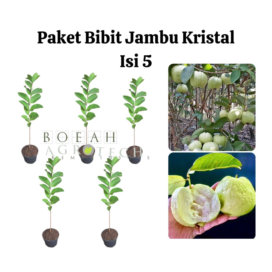 Paket Hemat Bibit Jambu Kristal Isi 5 Bonus Bibit Strawberry+Polibag