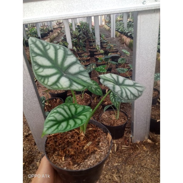 alocasia Dragon silver tanaman hias rawatan