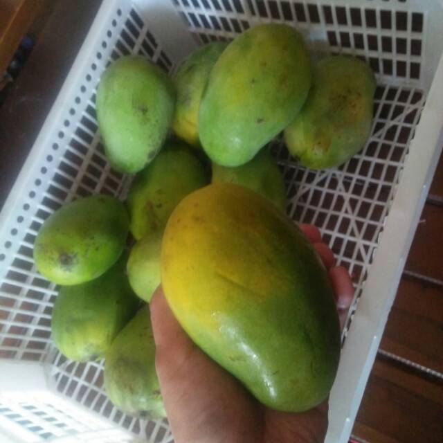 

Mangga Harum Manis promo