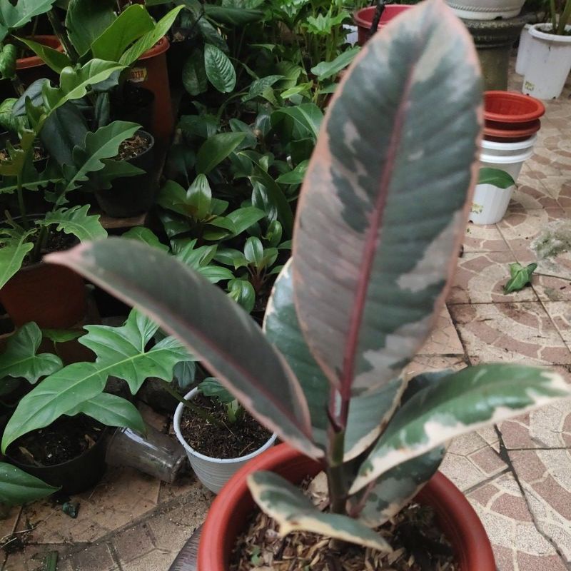 ficus ruby