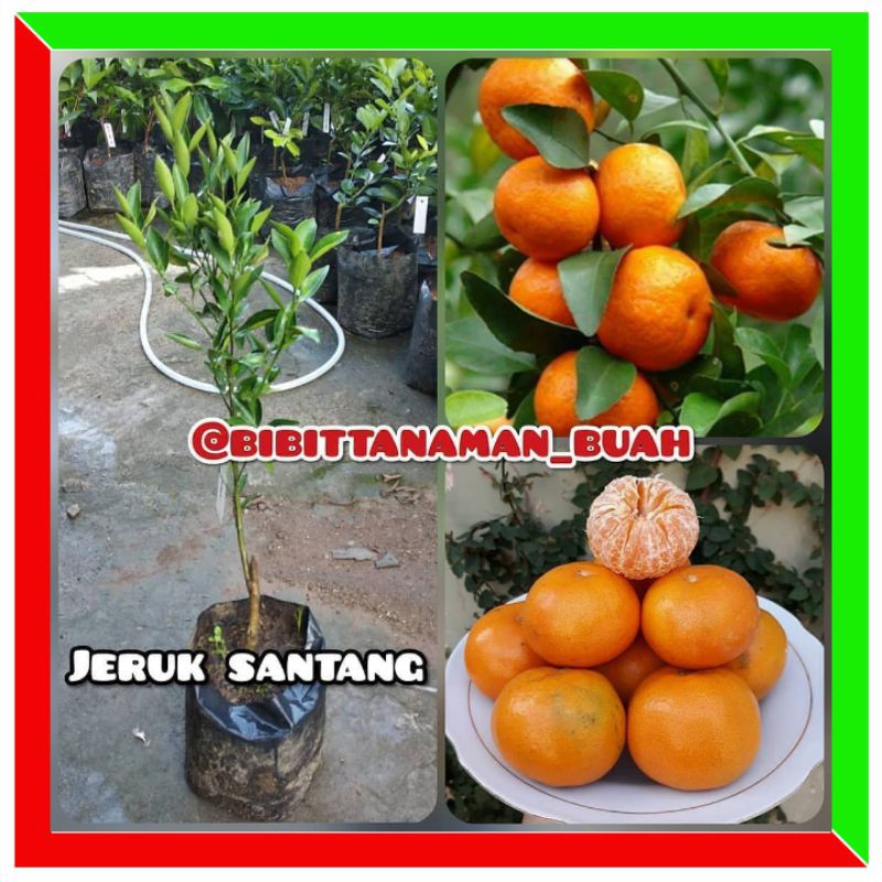 Bibit Tanaman Jeruk Santang Madu / Jeruk Santang Madu / Tanaman Jeruk Santang Madu