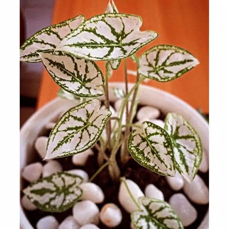 Tanaman hias keladi mutiara/keladi mutiara liliput/keladi mini