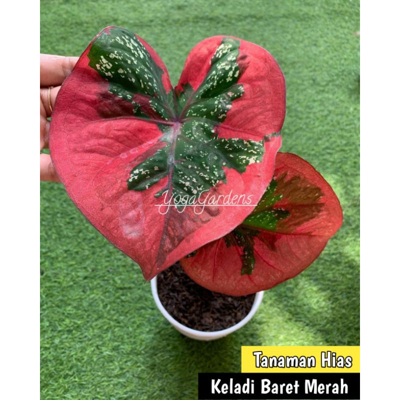 keladi baret - keladi baret merah