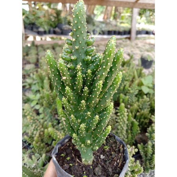 Opuntia tuna monstruosa/kaktus Cemara/kaktus ownroot/kaktus murah pasaman