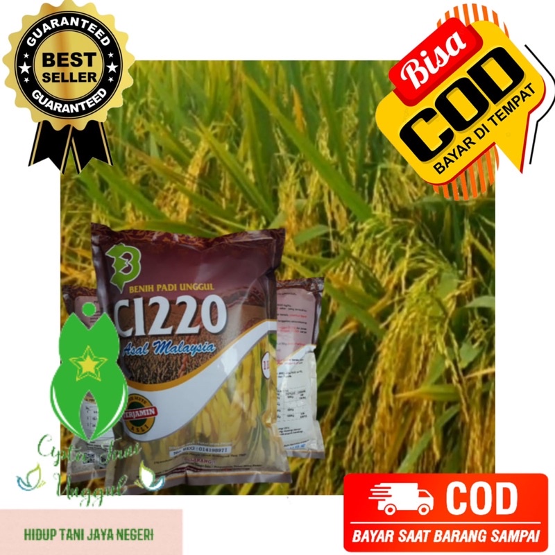 Padi CL220 Unggul Malaysia