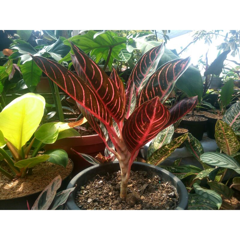 aglonema red sumatra rimbun - pride of sumatra rimbun