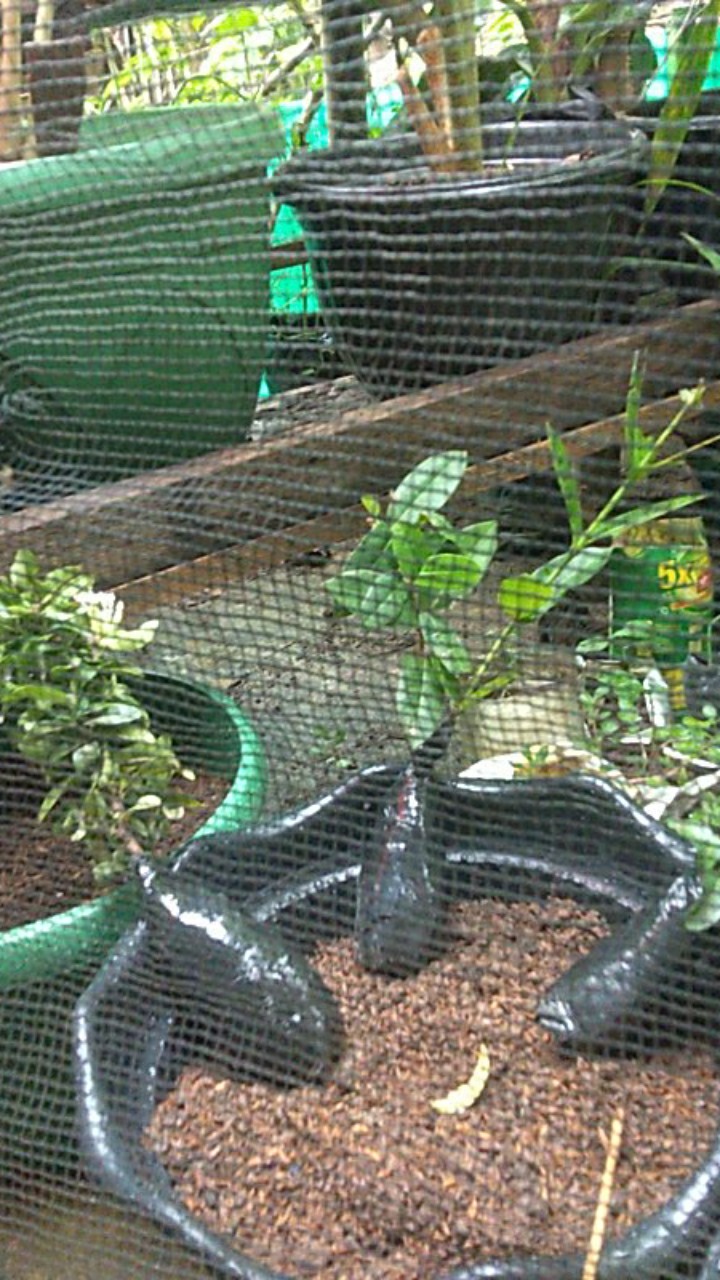 Tanaman Hias Soka Jambon Bunga Putih