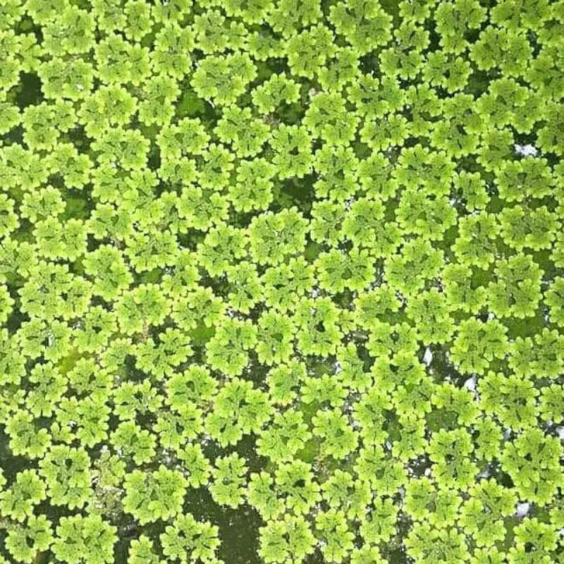 azola micropila tanaman aauascape tanaman apungazolla microphyla