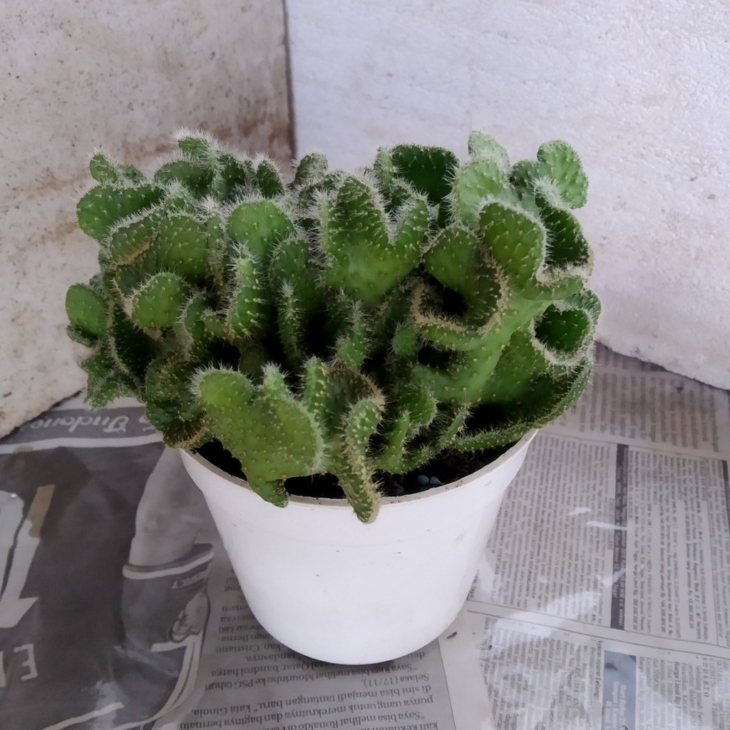 P6 - Tanaman Hias Kaktus Opuntia Cristata / Kaktus Babat Ownroot Mini Murah