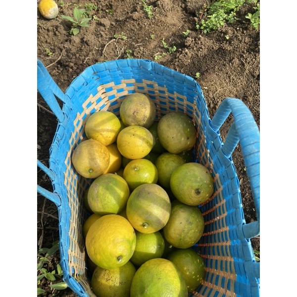 Buah Jeruk Lemon California Kualitas Premium Fresh dari Kebun Bibitkemarinsore 1kg