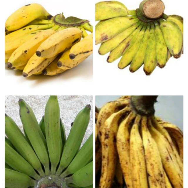 Pisang Kepok / Uli / Tanduk