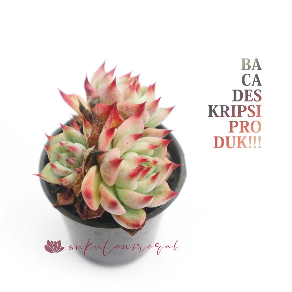 SUKULEN sekulen KAKTUS hidup mini echeveria bisa PILIH GRATIS POT tanaman hias asli