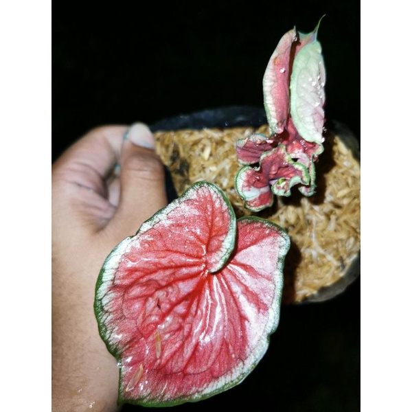 caladium hybrid no name daun ganda