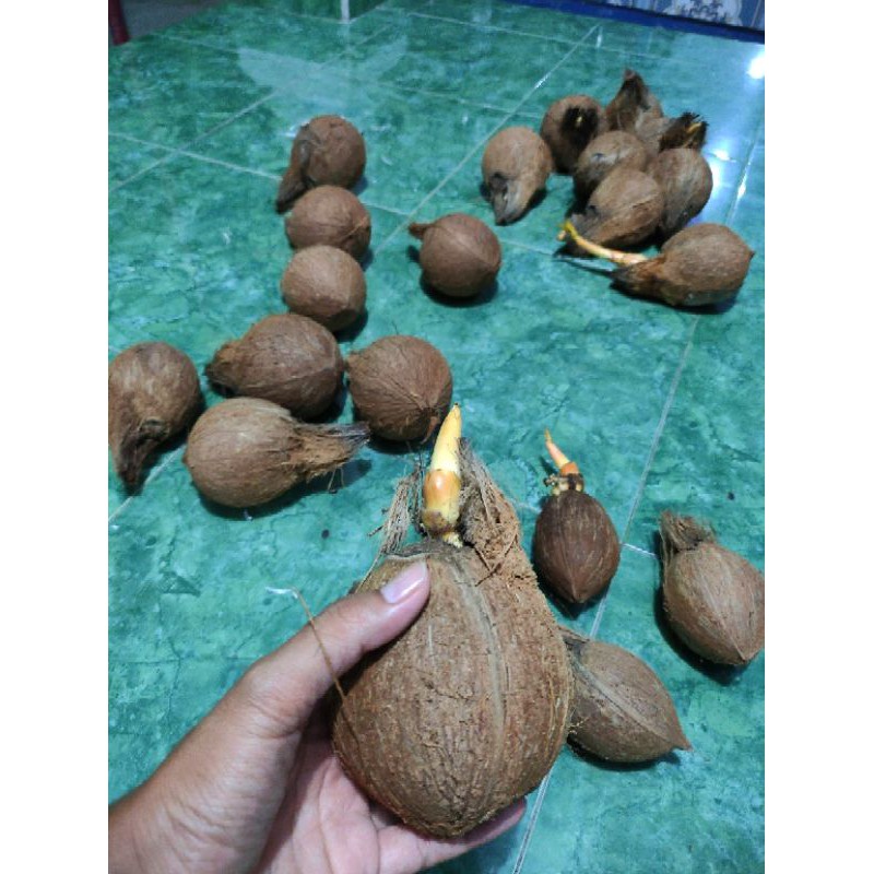 Bahan bonsai kelapa (bonkla) gading orens/ orange kupas