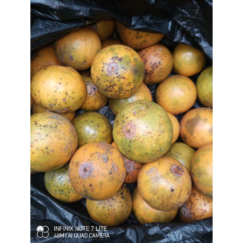 

Buah campoleh rasa manis silegit paket 1 kg