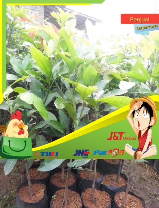 

Dijual P0N Diskon Bibit Mangga Garifta Merah Unik Murah tka Sangat Mudah Berbuah