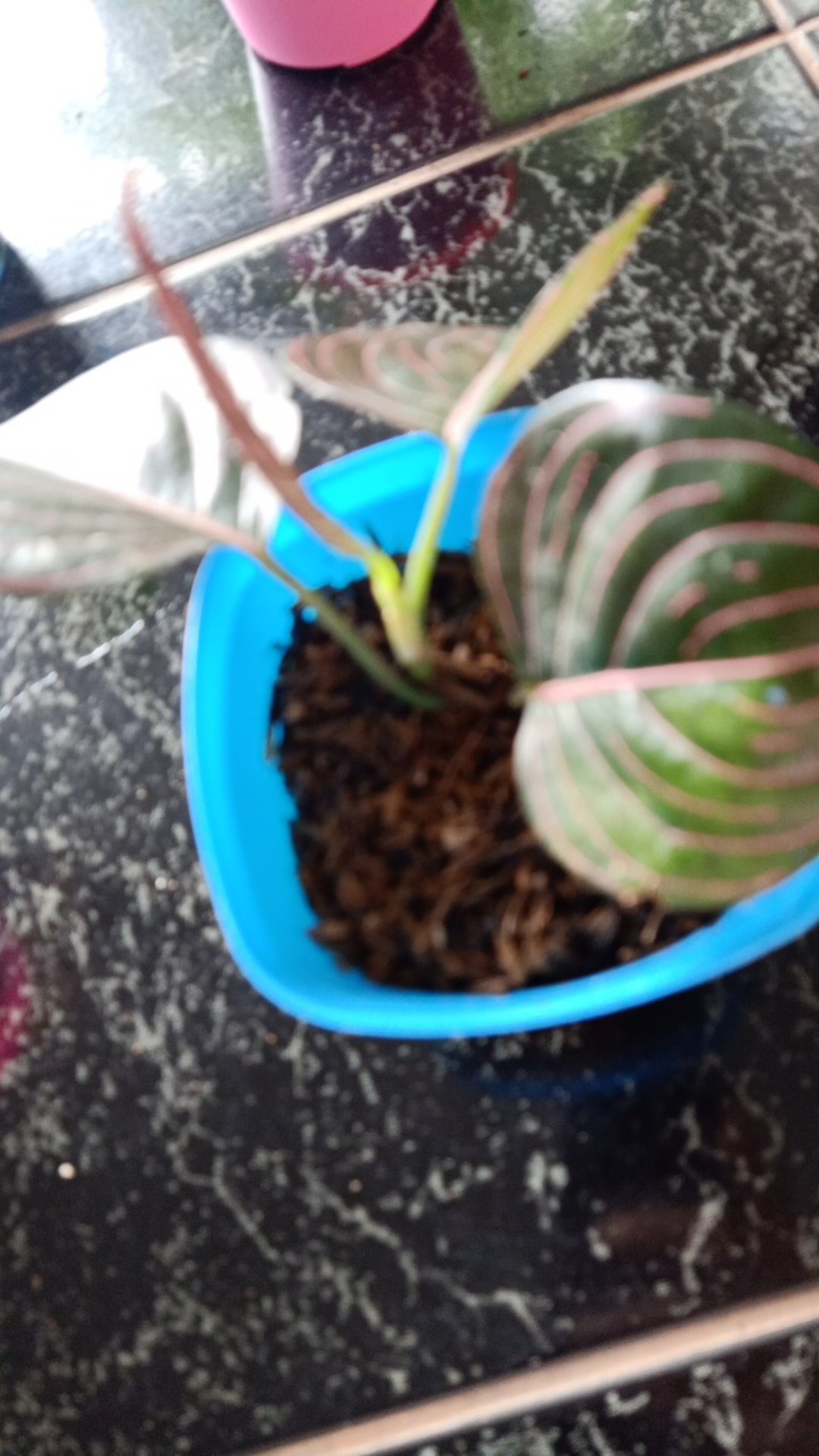 Aglonema Rotundum Aceh Yang Daun 3