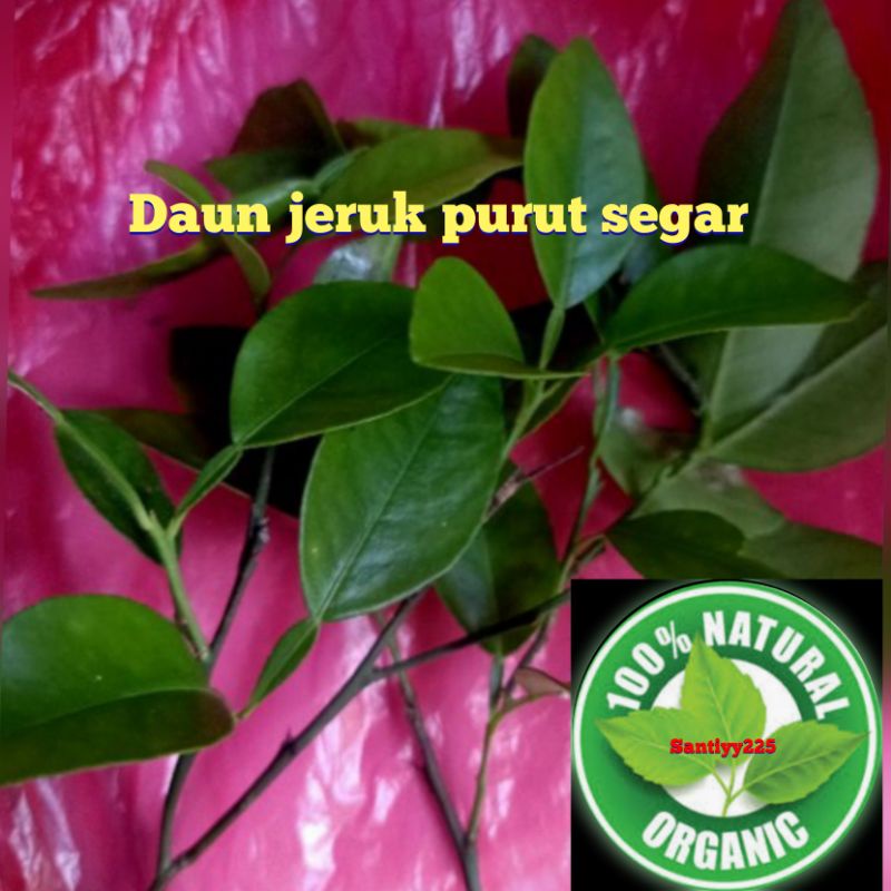 

Daun jeruk purut segar 100 gram