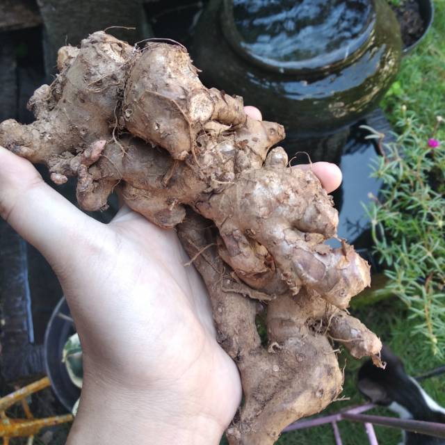 

Jahe Merah Mentah 1 KG