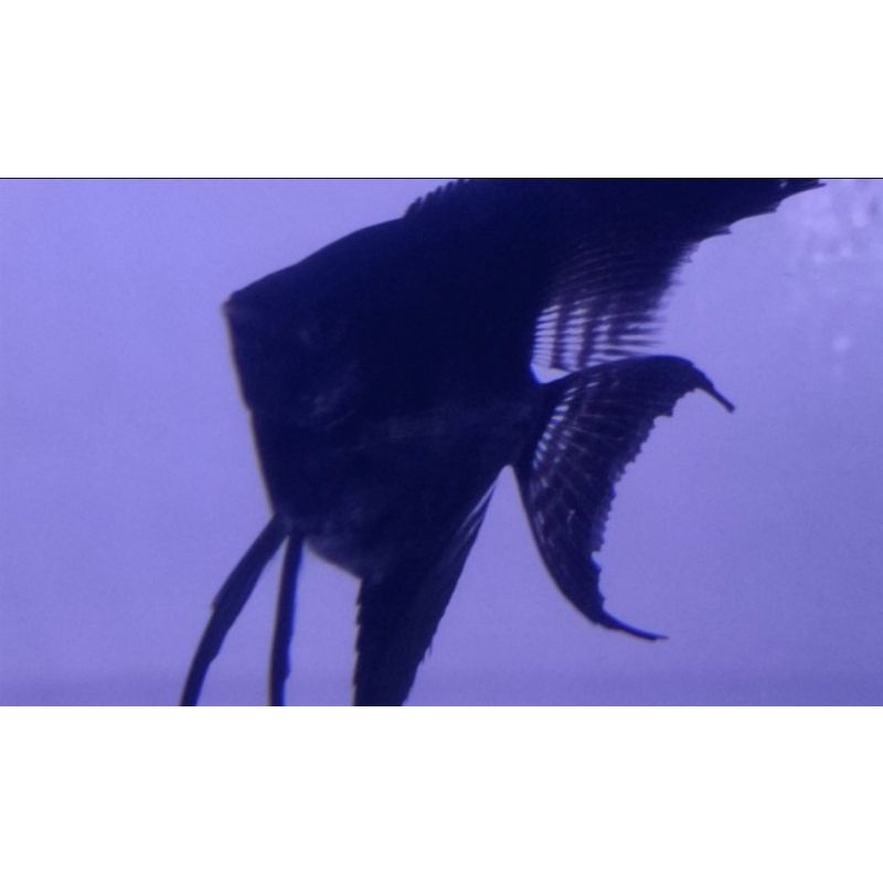 ikan hias manfish black altum