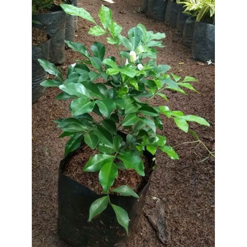 Bibit tanaman Kemuning / bahan bonsai kemuning