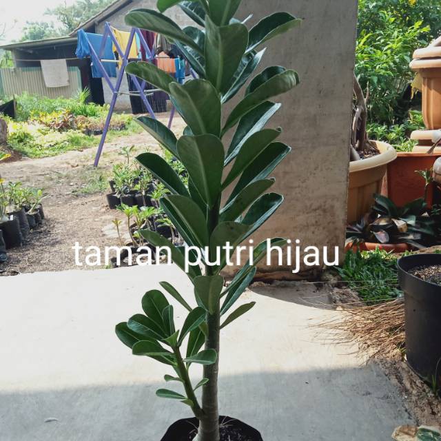 PROMO..pohon kamboja adenium bunga tumpuk pohon tinggi bonggol besar