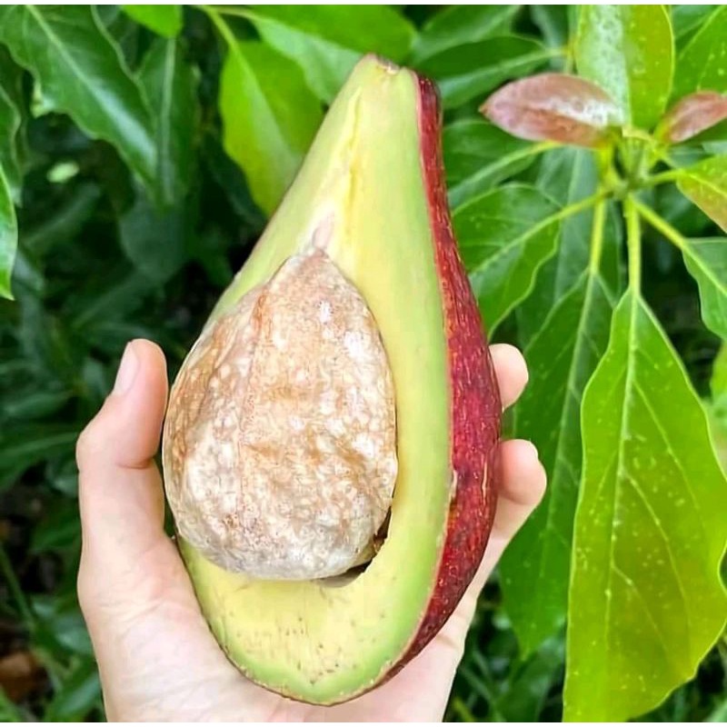 bibit alpukat red Vietnam super premium