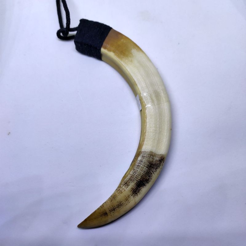 kalung taring babi hutan asli 13cm 12