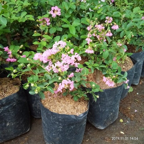 bibit bunga sakura mini