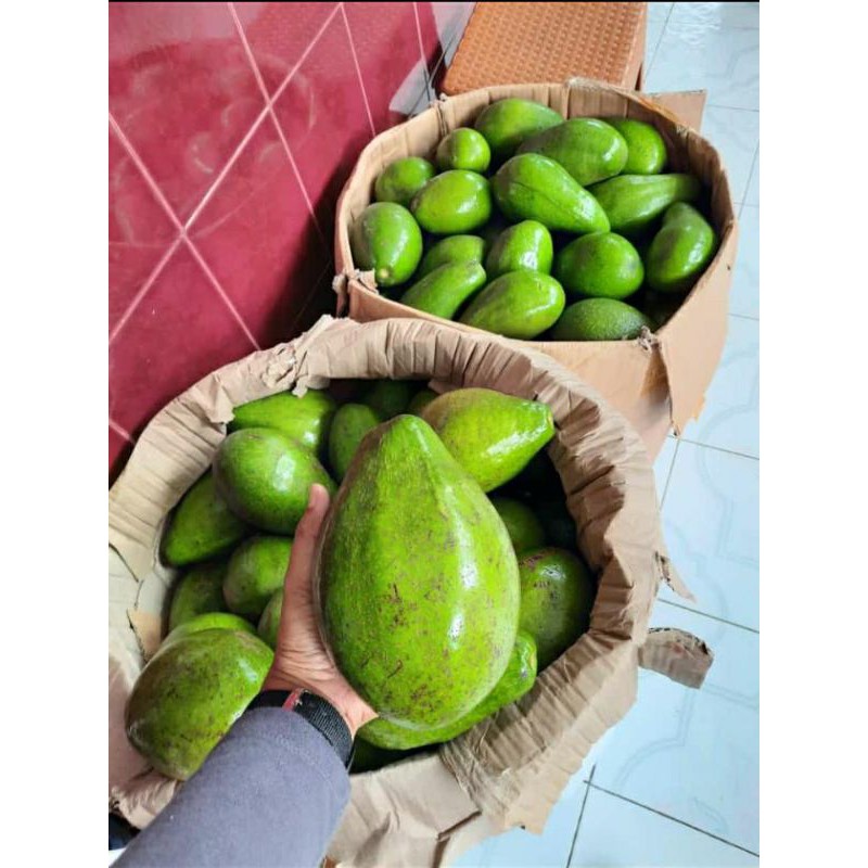 

alpukatmentegajumbo alpukat mentega jumbo
