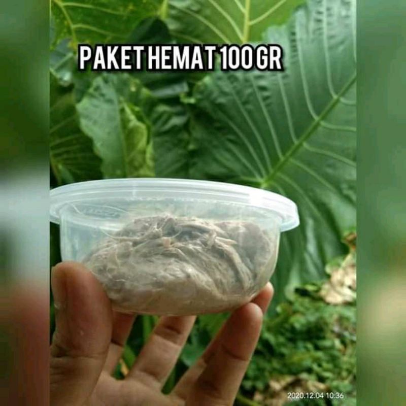 umpan ikan baung / umpan kucur