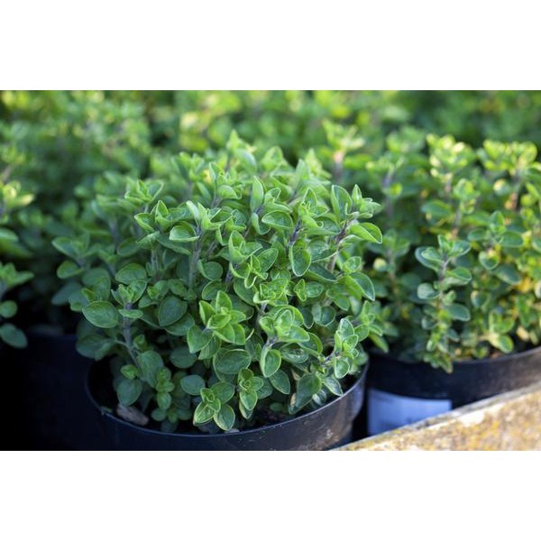 Benih-Bibit Herba Greek Oregano (Haira Seed)