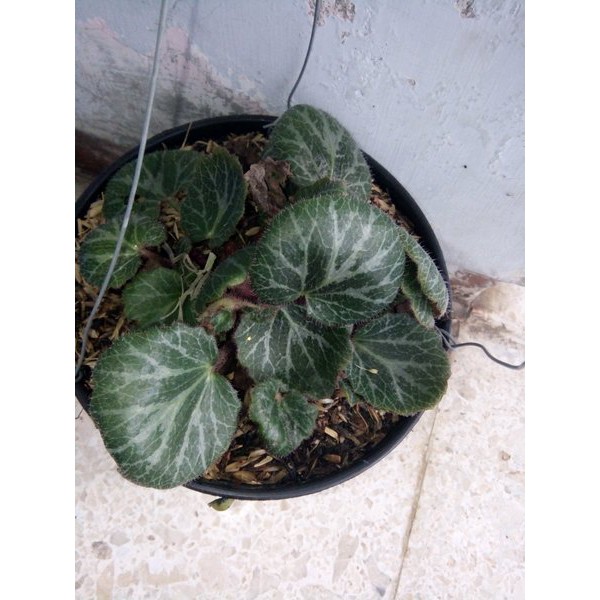 Tanaman Telinga Harimau - Tanaman Gantung Begonia Strawberry