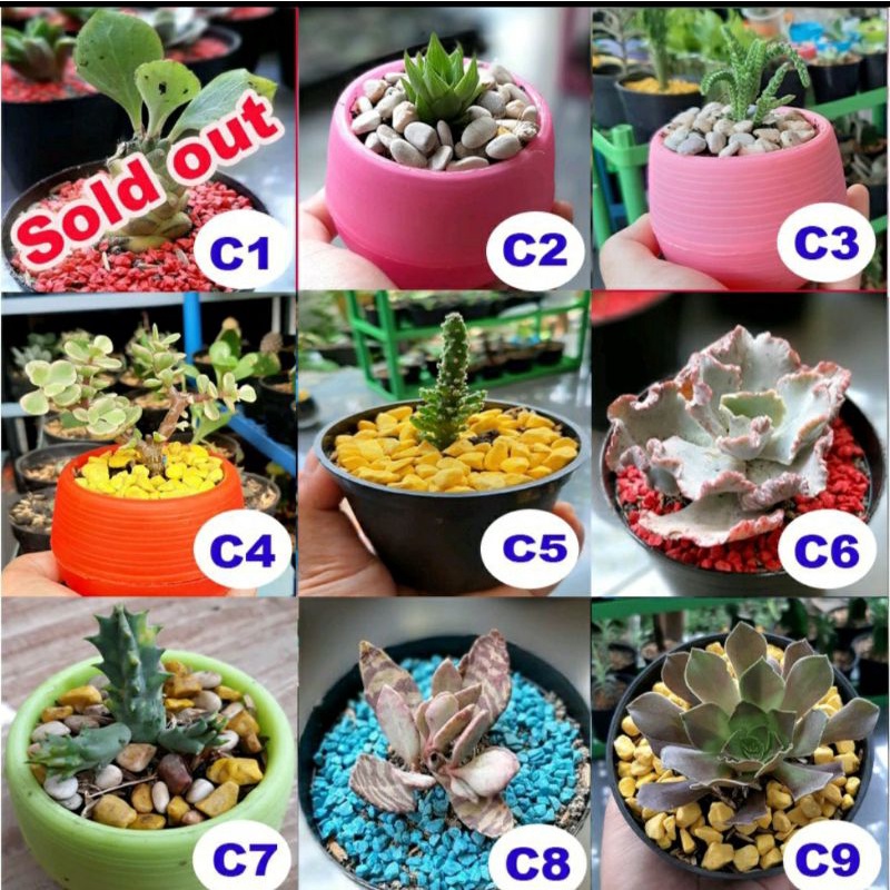 Kaktus dan sukulen tanaman saja