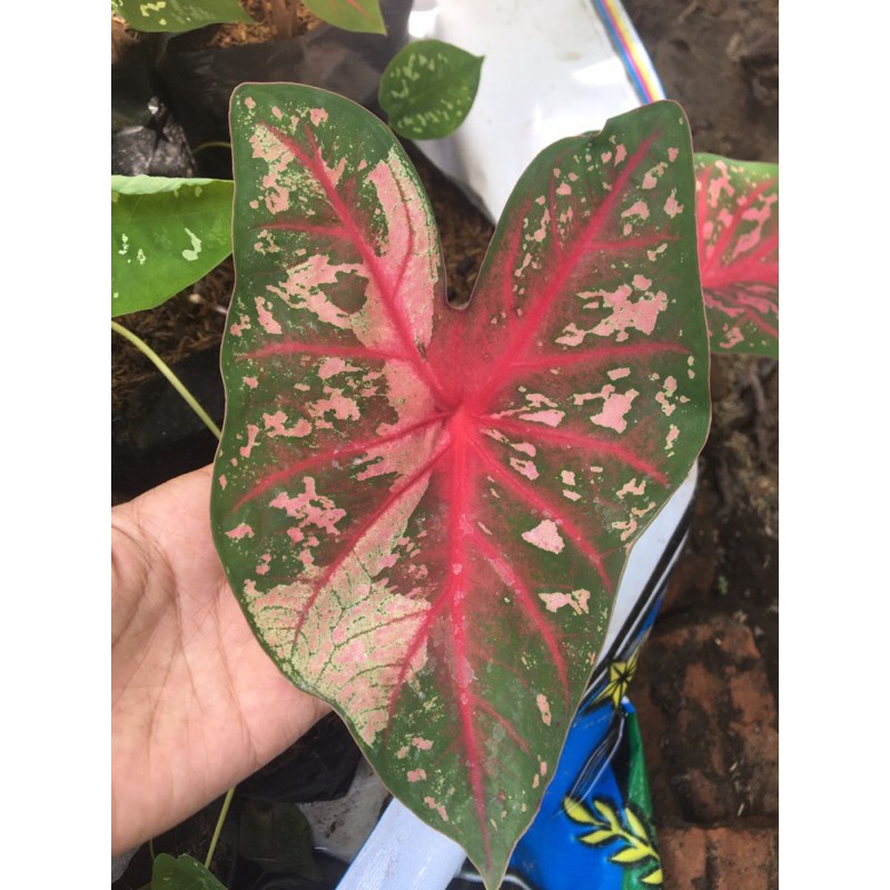 KELADI/CALADIUM RED BONE “bibit”