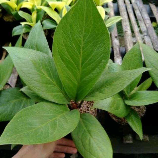 Tanaman hias jenis anthurium jemani cobra -tanaman hias hidup -bunga hidup tanaman hias -bunga hidup