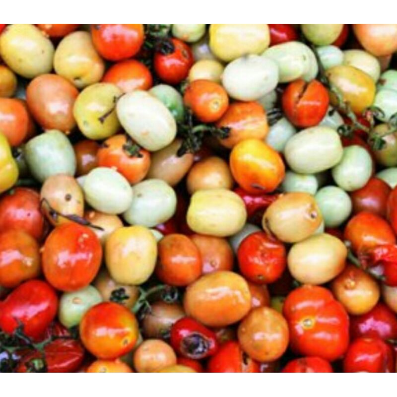 

CUNG KEDIRO 100 GR - SAYUR SEGAR PALEMBANG