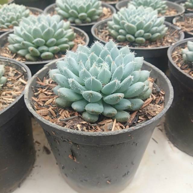 Kaktus sukulen echeveria stosa