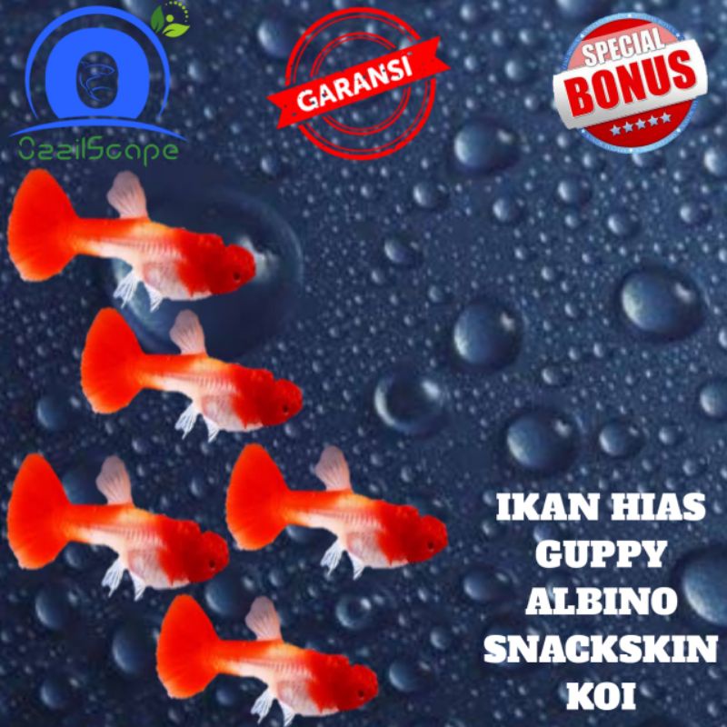 IKAN HIAS GUPPY ALBINO SNACKSKIN (SS) KOI PERPASANG