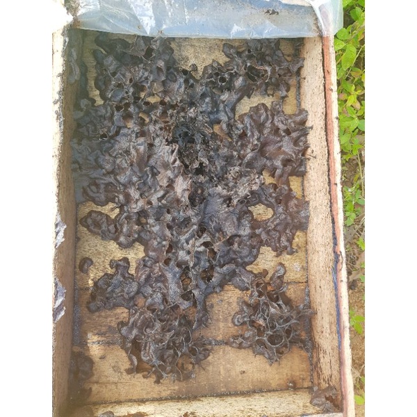 

madu klanceng/madu klanceng/madu klanceng trigona asli 1000% (panenan sendiri) MADUNA